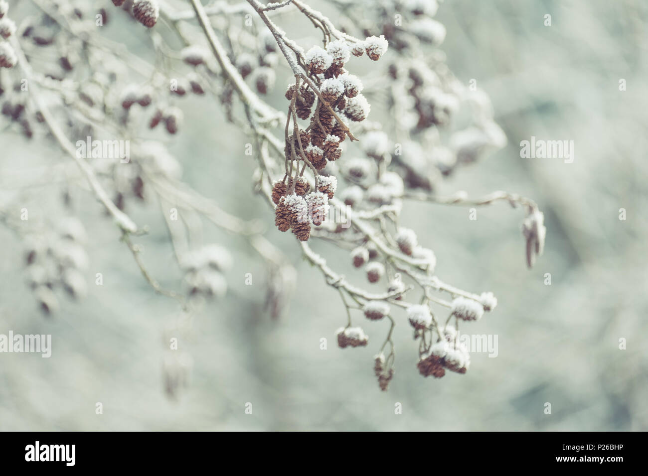 Winter Stimmung: mit Schnee und Raureif overcasted Kegel des grauen Erle Stockfoto
