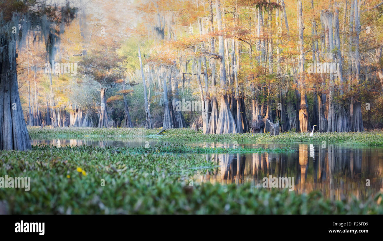 Bayou im Atchafalaya River, Plaquemine, Atchafalaya Becken, Louisiana, im Süden der USA, USA, Nordamerika Stockfoto