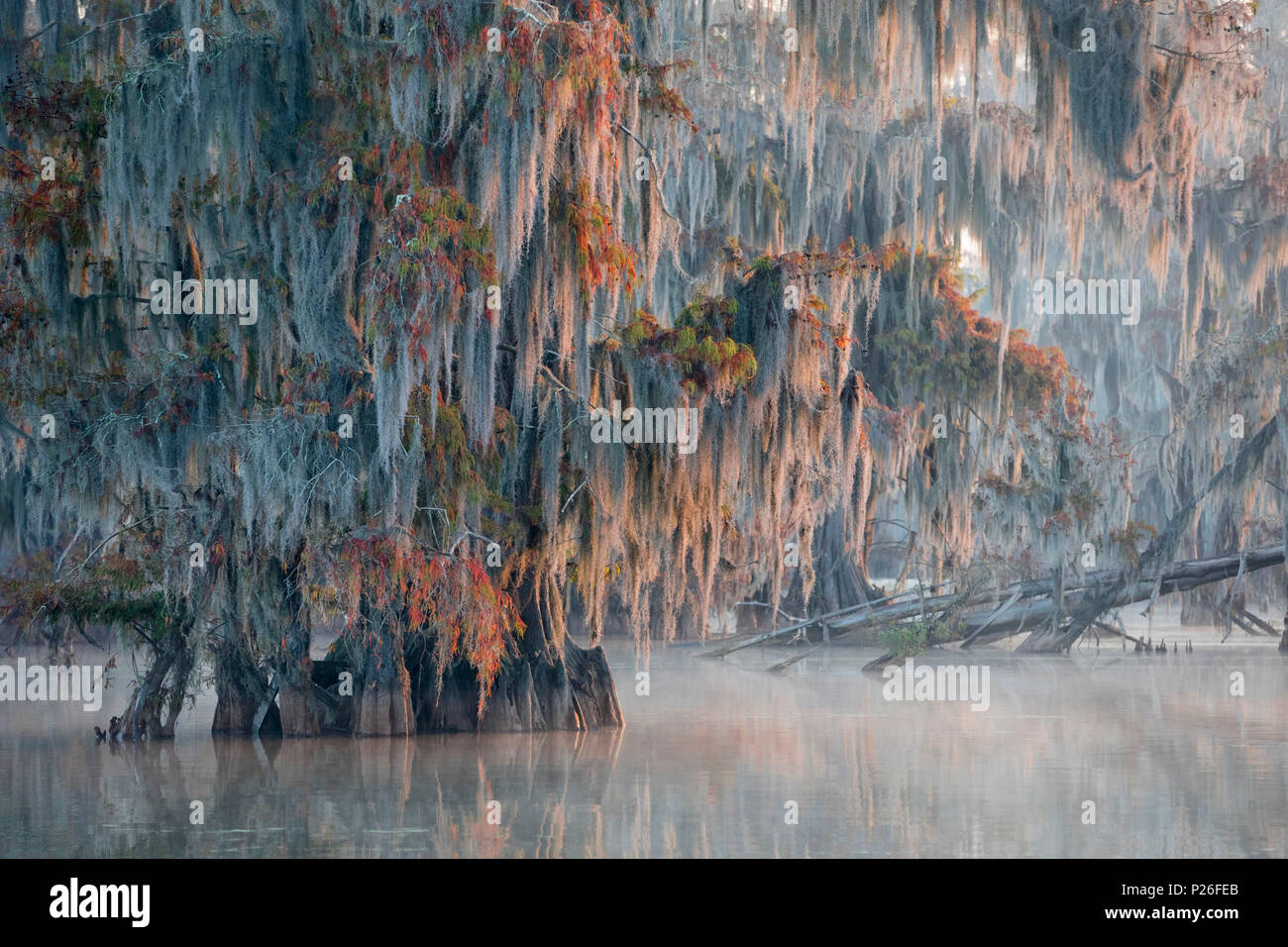 Kahlen Zypresse (Distichum Taxodium distichum) im See Martin, Breaux Bridge, Atchafalaya Becken, im Süden der USA, USA, Nordamerika Stockfoto