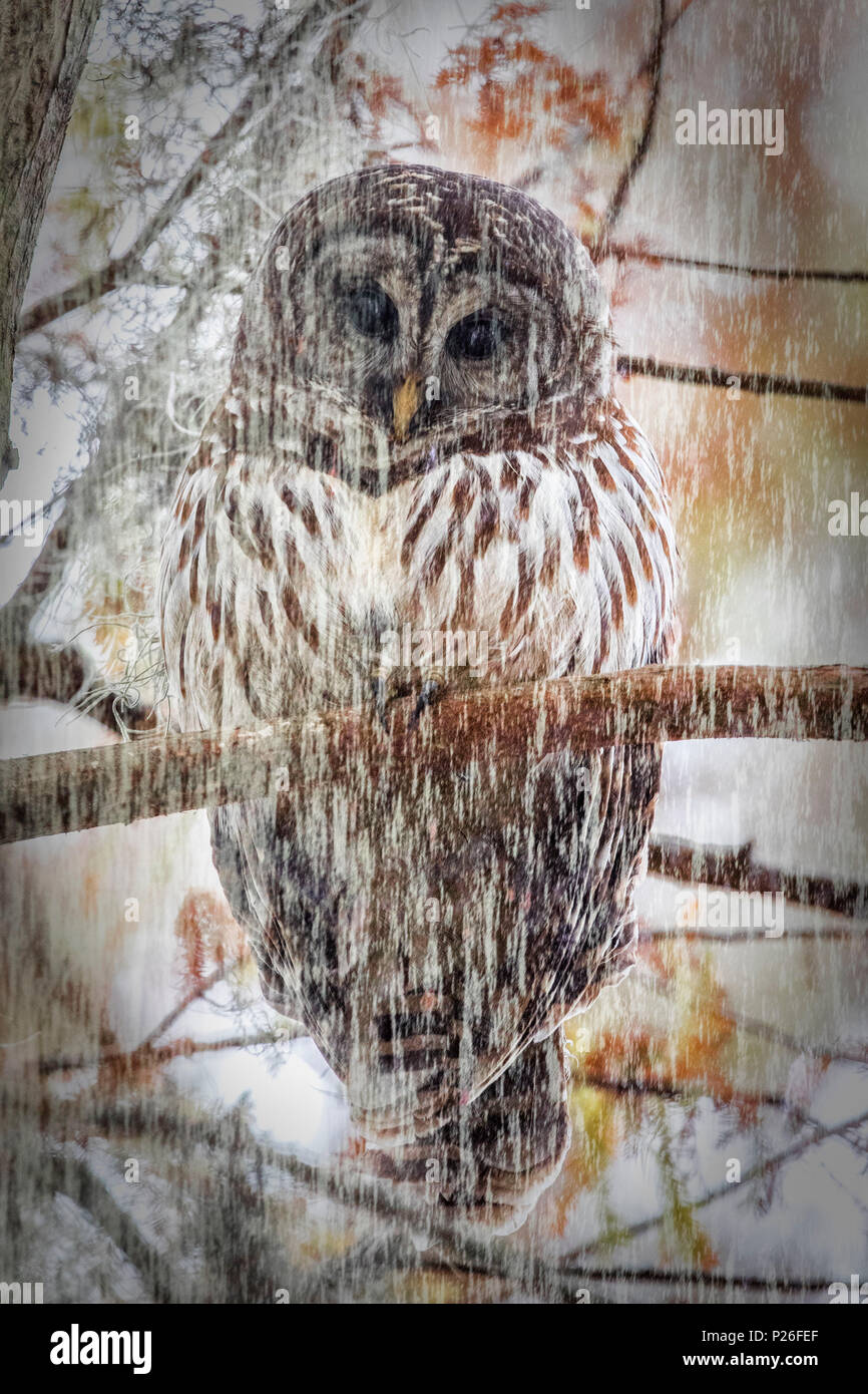 Verjähren in Owl (Strix varia), See Martin, Breaux Bridge, Atchafalaya Becken, im Süden der USA, USA, Nordamerika Stockfoto