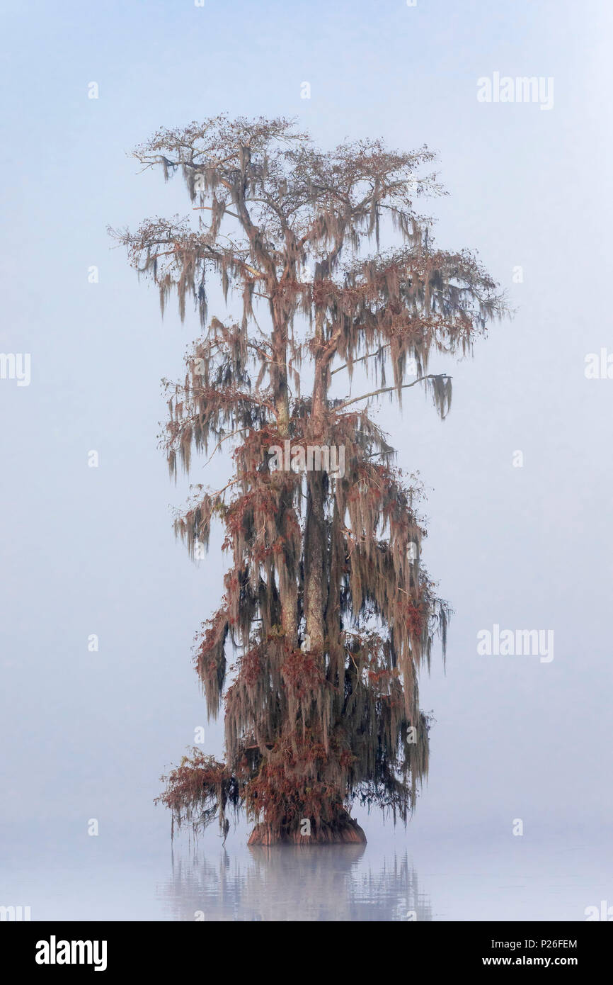 Kahlen Zypresse (Distichum Taxodium distichum) im See Martin, Breaux Bridge, Atchafalaya Becken, im Süden der USA, USA,Americaf Stockfoto