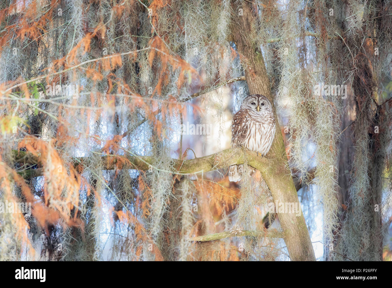 Verjähren in Owl (Strix varia), See Martin, Breaux Bridge, Atchafalaya Becken, im Süden der USA, USA, Nordamerika Stockfoto
