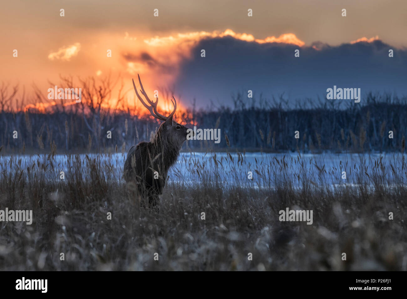 Sika Hirsche, Notsuke Halbinsel, Shibetsu, Eastern Hokkaido Stockfoto
