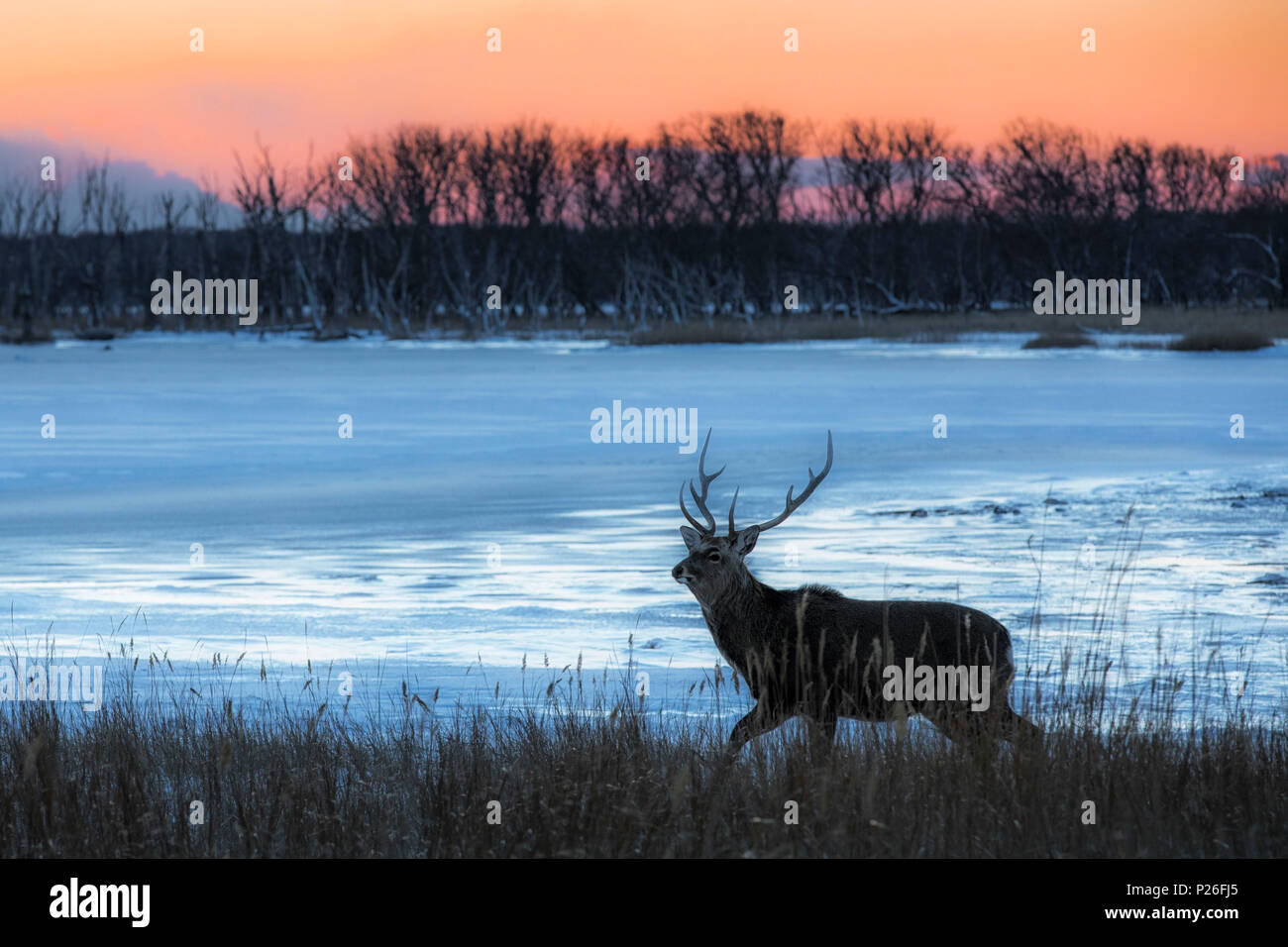 Sika Hirsche, Notsuke Halbinsel, Shibetsu, Eastern Hokkaido Stockfoto