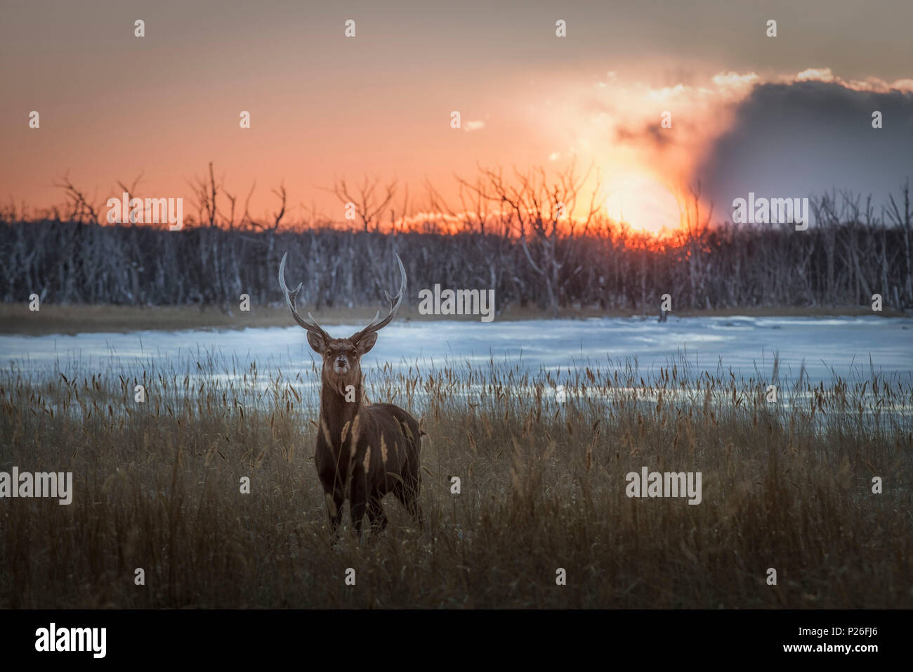 Sika Hirsche, Notsuke Halbinsel, Shibetsu, Eastern Hokkaido Stockfoto