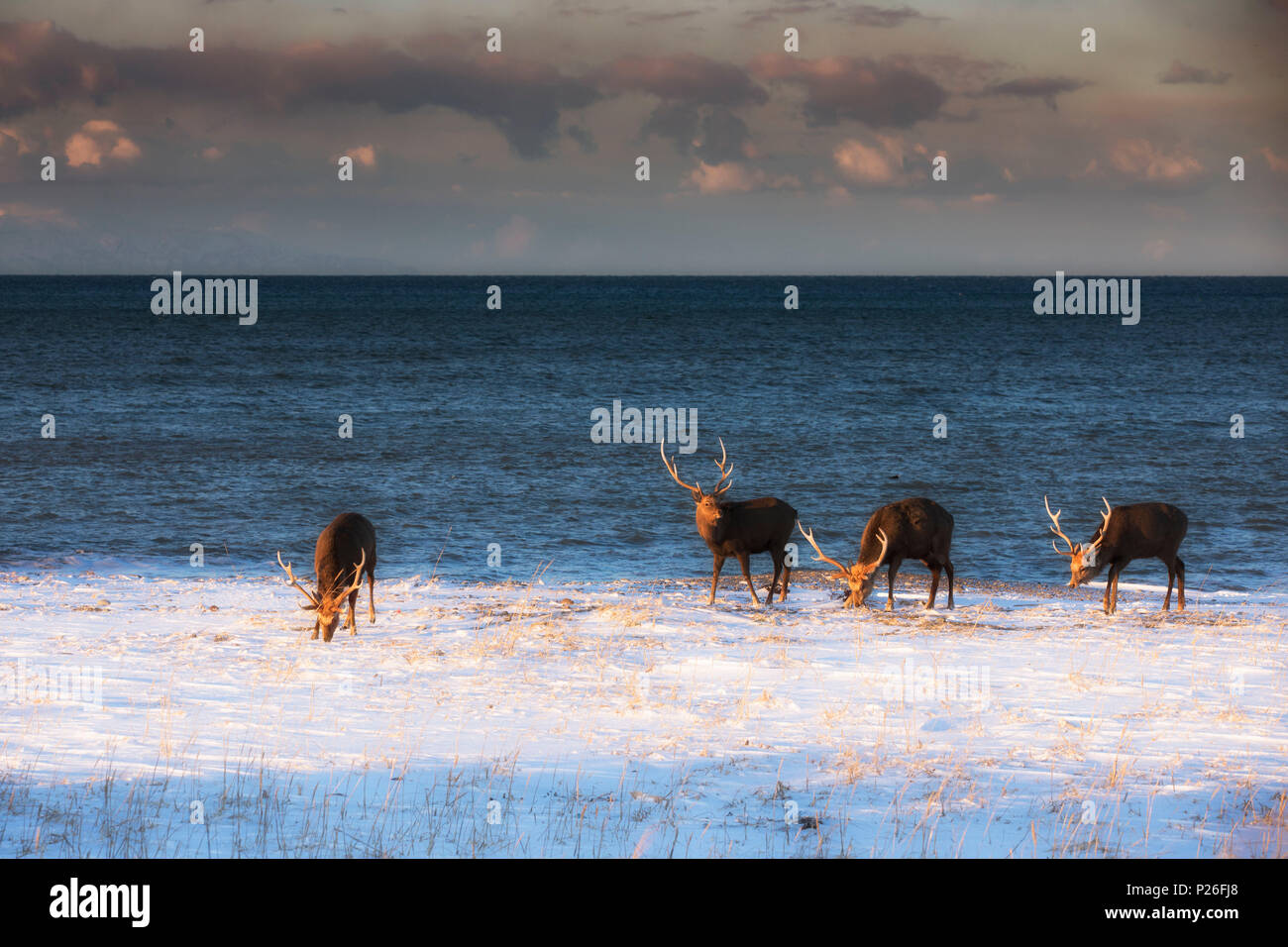 Sika Hirsche, Notsuke Halbinsel, Shibetsu, Eastern Hokkaido Stockfoto