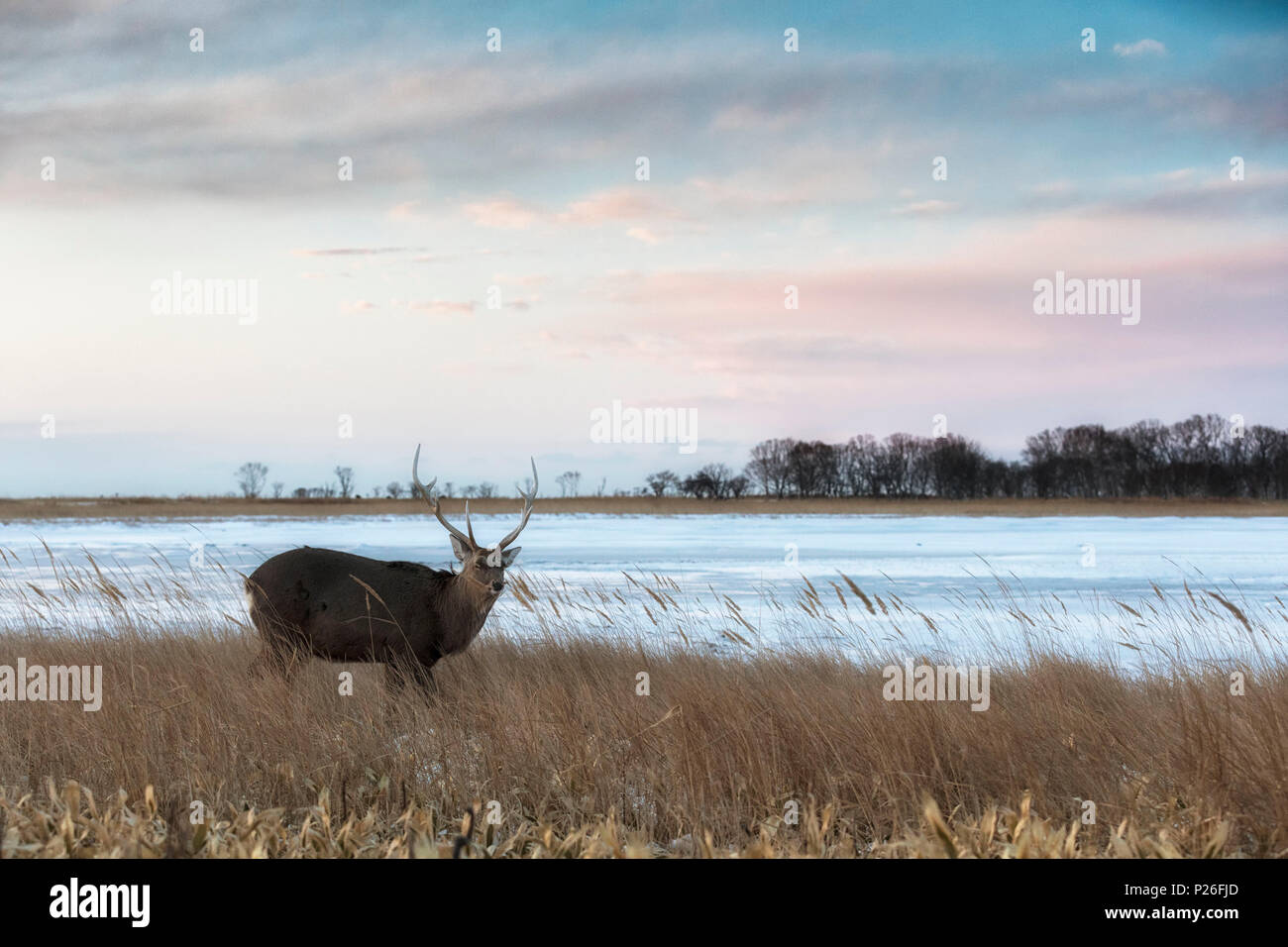 Sika Hirsche, Notsuke Halbinsel, Shibetsu, Eastern Hokkaido Stockfoto