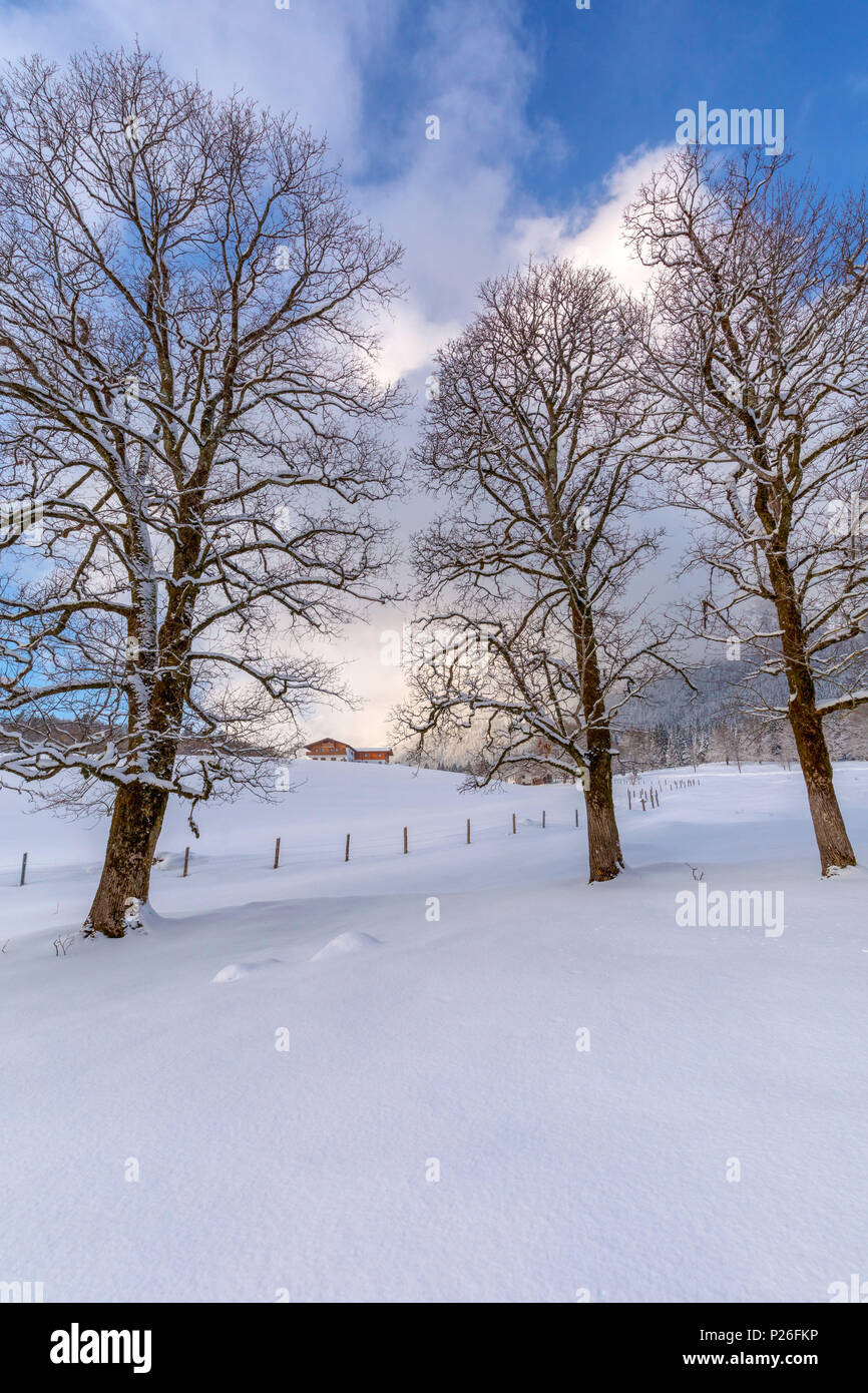 Bayerische Landschaft im Winter, das Haus unter den Bäumen, Ramsau, Berchtesgadener Land, Oberbayern, Bayern, Deutschland Stockfoto