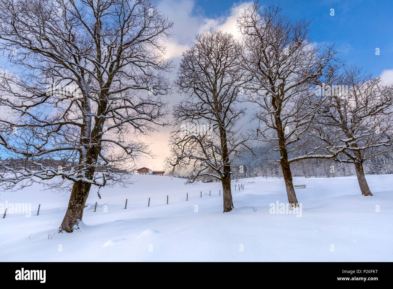 Bayerische Landschaft im Winter, das Haus unter den Bäumen, Ramsau, Berchtesgadener Land, Oberbayern, Bayern, Deutschland Stockfoto