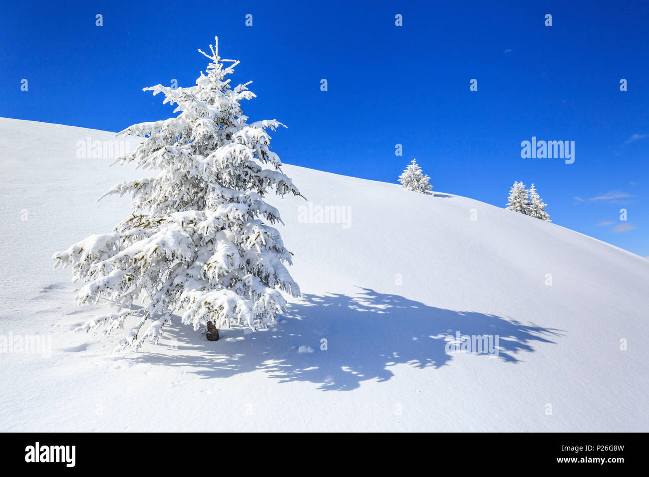 Isolierte Baum mit Schnee bedeckt, Monte Olano, Valgerola, Valtellina, Provinz Sondrio, Lombardei, Italien Stockfoto