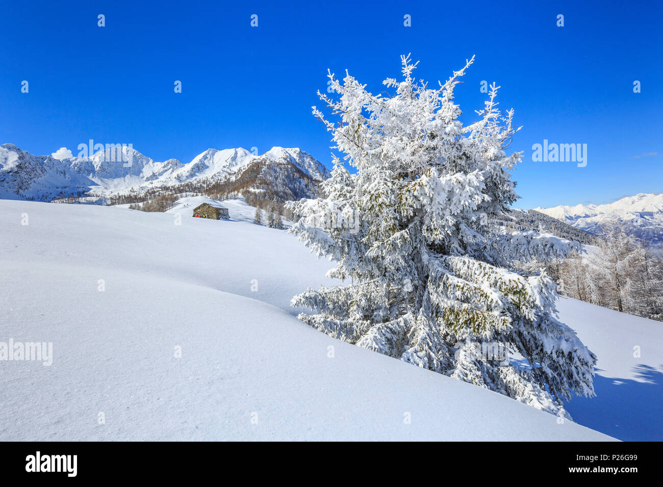 Isolierte Baum mit Schnee bedeckt, Monte Olano, Valgerola, Valtellina, Provinz Sondrio, Lombardei, Italien Stockfoto