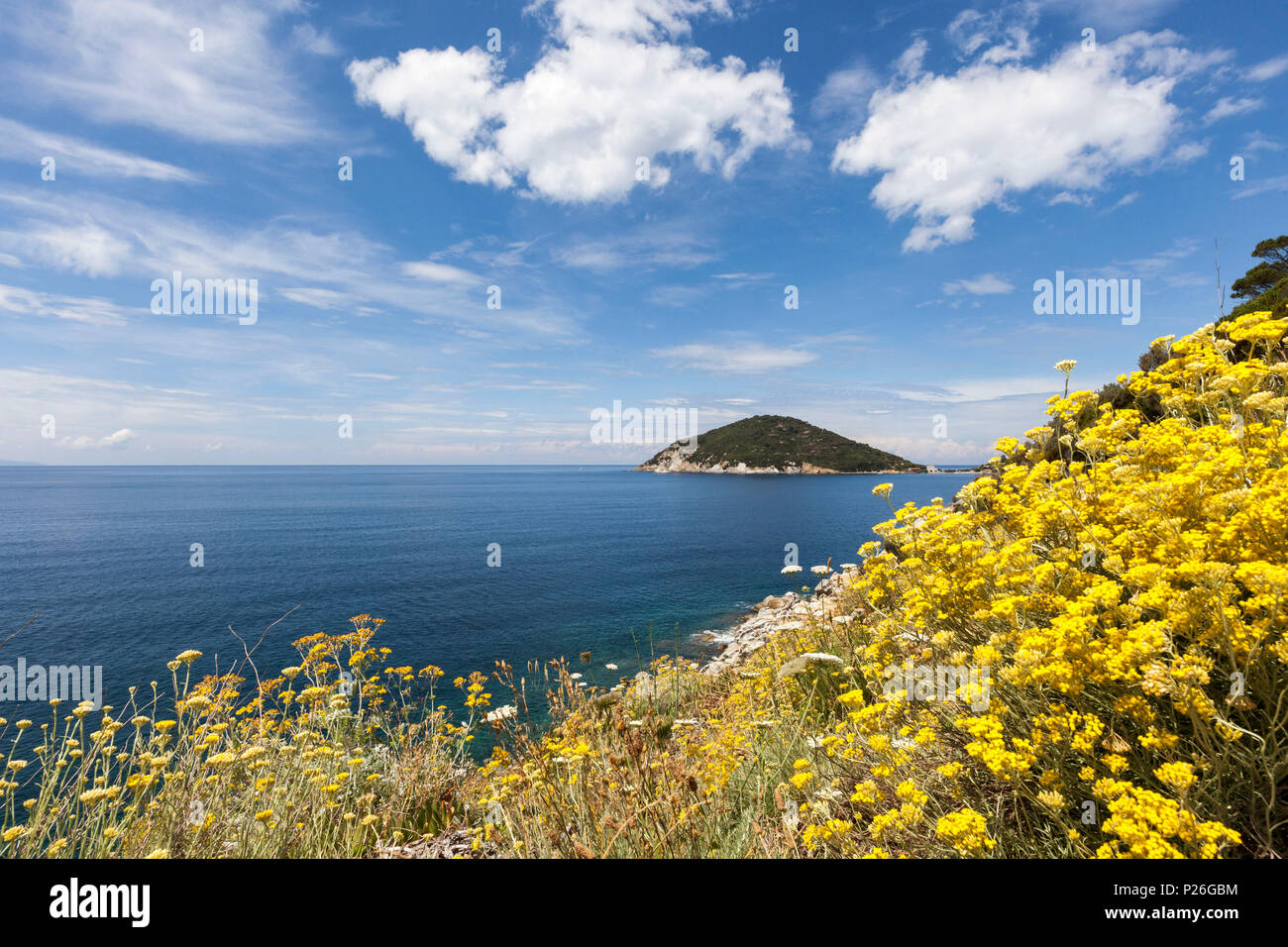 Gelbe Wildblumen, Golf von Procchio, Marciana, Insel Elba, Livorno Provinz, Toskana, Italien Stockfoto