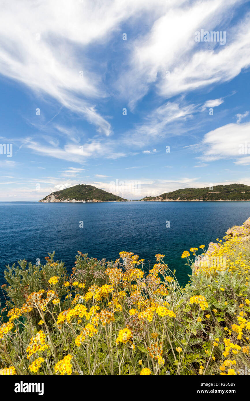 Gelbe Wildblumen auf Felsen, Golf von Procchio, Marciana, Insel Elba, Livorno Provinz, Toskana, Italien Stockfoto