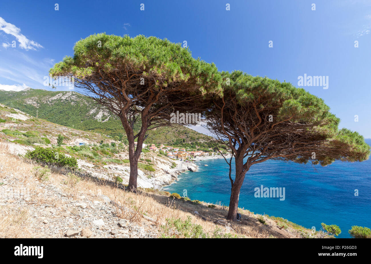 Einzelstehende Bäume über dem Meer, Pomonte, Marciana, Insel Elba, Livorno Provinz, Toskana, Italien Stockfoto