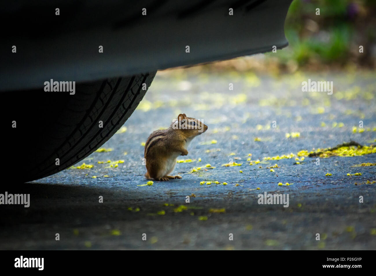 Nordamerikanische Streifenhörnchen Erkundung der Fahrstraße Frühjahr Stockfoto