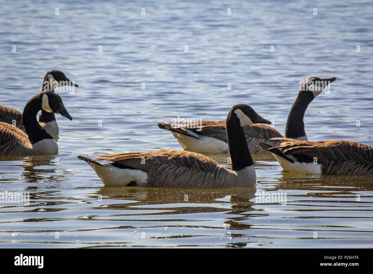 Menge der kanadischen Gänse schwimmen in ruhigen Sommer See Stockfoto