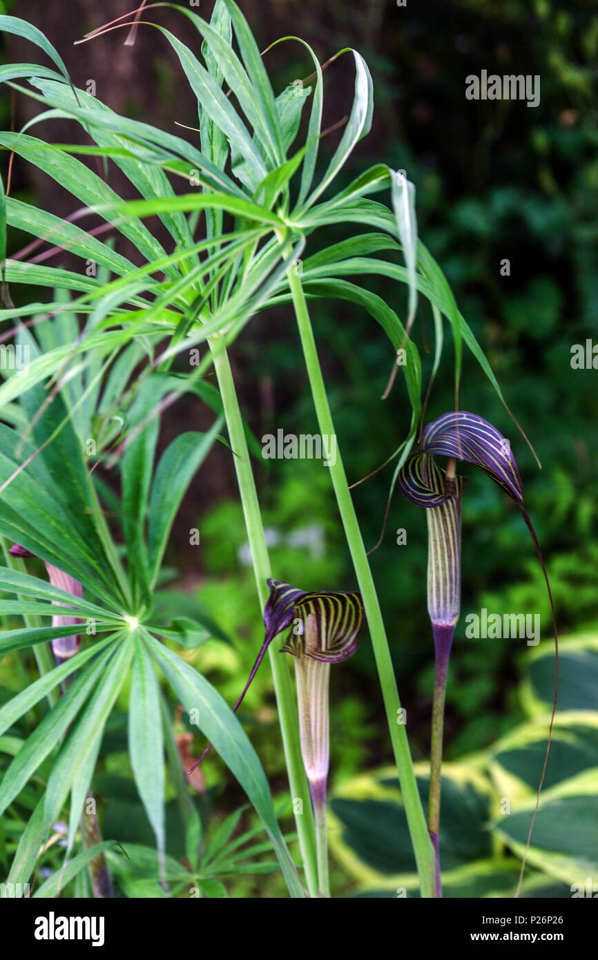 Arisaema ciliatum 'Liubaene', Kobralilien Stockfoto