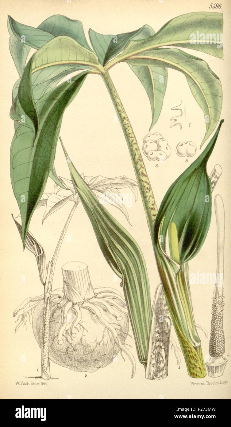 . WFitch, deletlith. Vincent BrooH IlT 1 P'. 1865. Bentham-Moxon Vertrauen.; Curtis, William; Curtis's Botanical Magazine Widmungen, 1827-1927: Porträts und biographische Notizen.; Royal Botanic Gardens, Kew.; Stanley Smith Horticultural Trust. Curtis's Botanical Magazine. London; New York [u.a.] : Academic Press [usw.] Http://biodiversitylibrary.org/page/439151 72 Curtis's Botanical Magazine (Tab. 5496) (8569793164) Stockfoto
