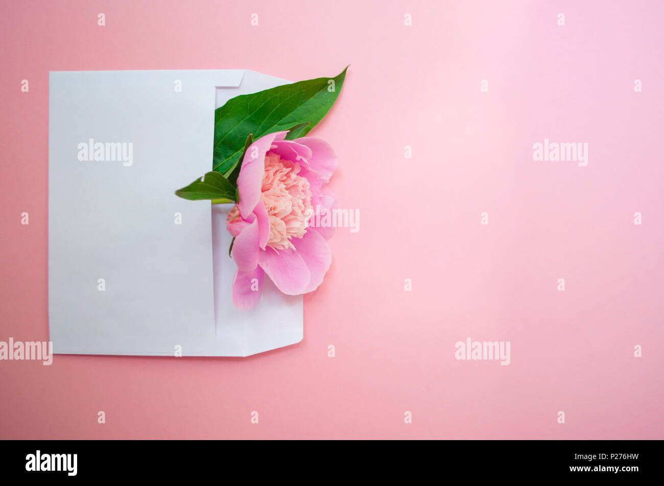 Ansicht von oben eine schöne Pastell rosa Pfingstrose auf Patel rosa Hintergrund. Stockfoto