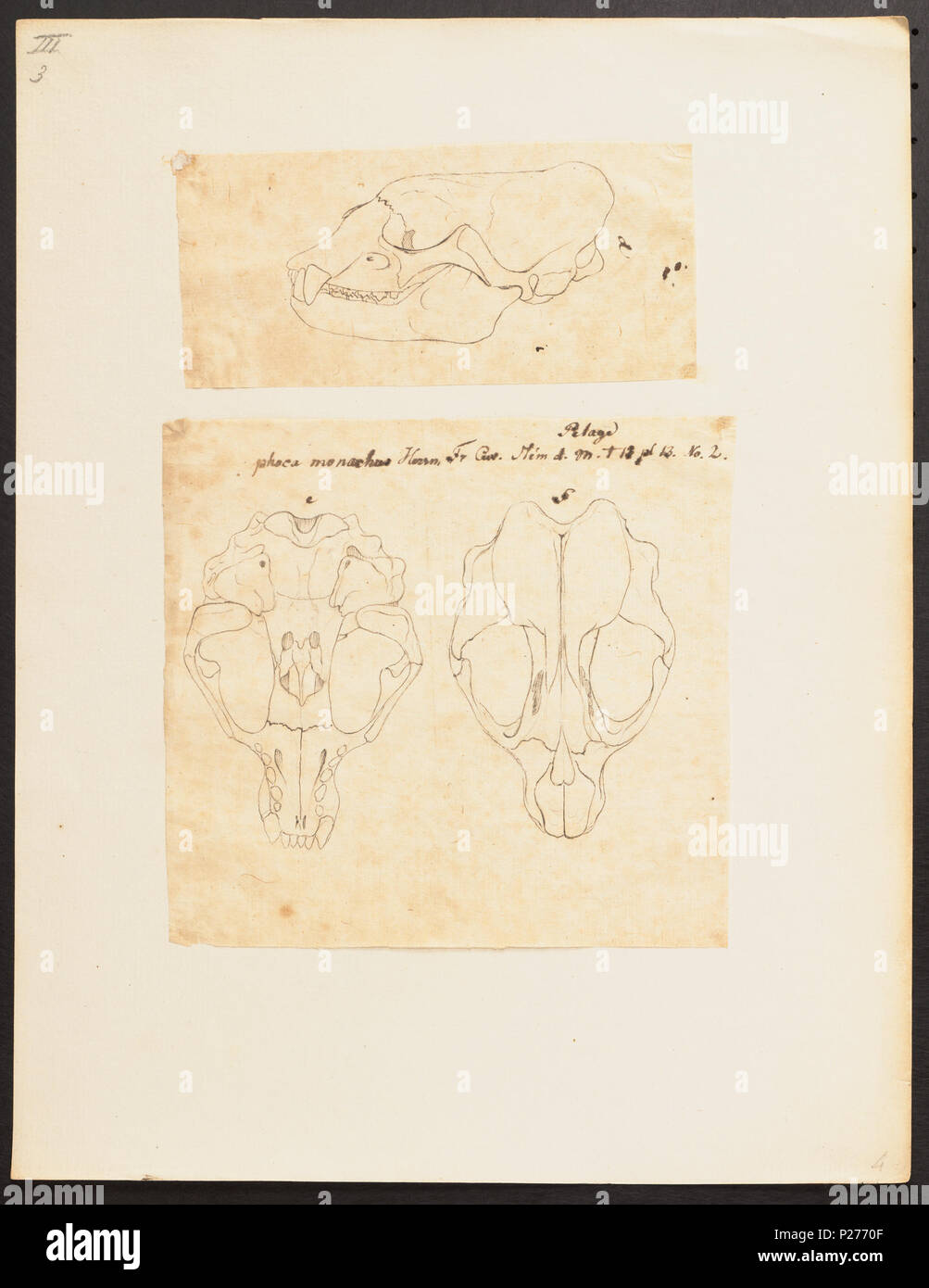 UBA01 IZ 21100186-y, 17-04-09, 10:46, 8 C, 7776 x 9680 (84+0), 100 % % % %, Tooncurve 11030, 1/60 s, R 80.6, G 54.6, B 58,3 222 Phoca monachus - 1700-1880 - Drucken - Iconographia Zoologica - Sondersammlungen Universität Amsterdam - UBA01 IZ 21100179 Stockfoto