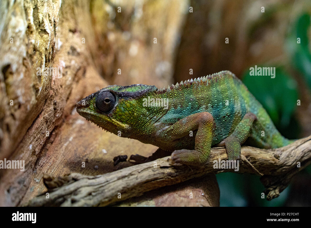 Panther Chamaleon camaleon Madagaskar Eidechse portrait Stockfoto