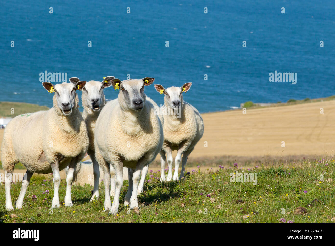 Boulonnais Schafe auf der Website von Cap Blanc-Nez (wörtlich Kap weiße ...
