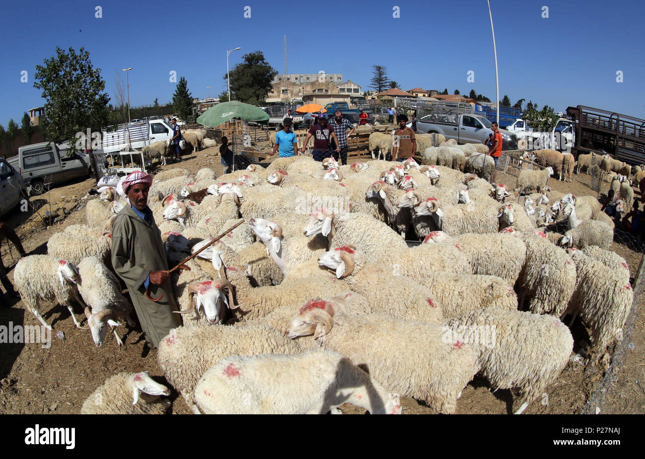 Algerien: Schafe Markt am 2016/09/08 in Ouled Fayet, in der wilayah von Algier, wenige Tage vor dem Eid al-Adha, hat keine bestimmte Zeitdauer Stockfoto