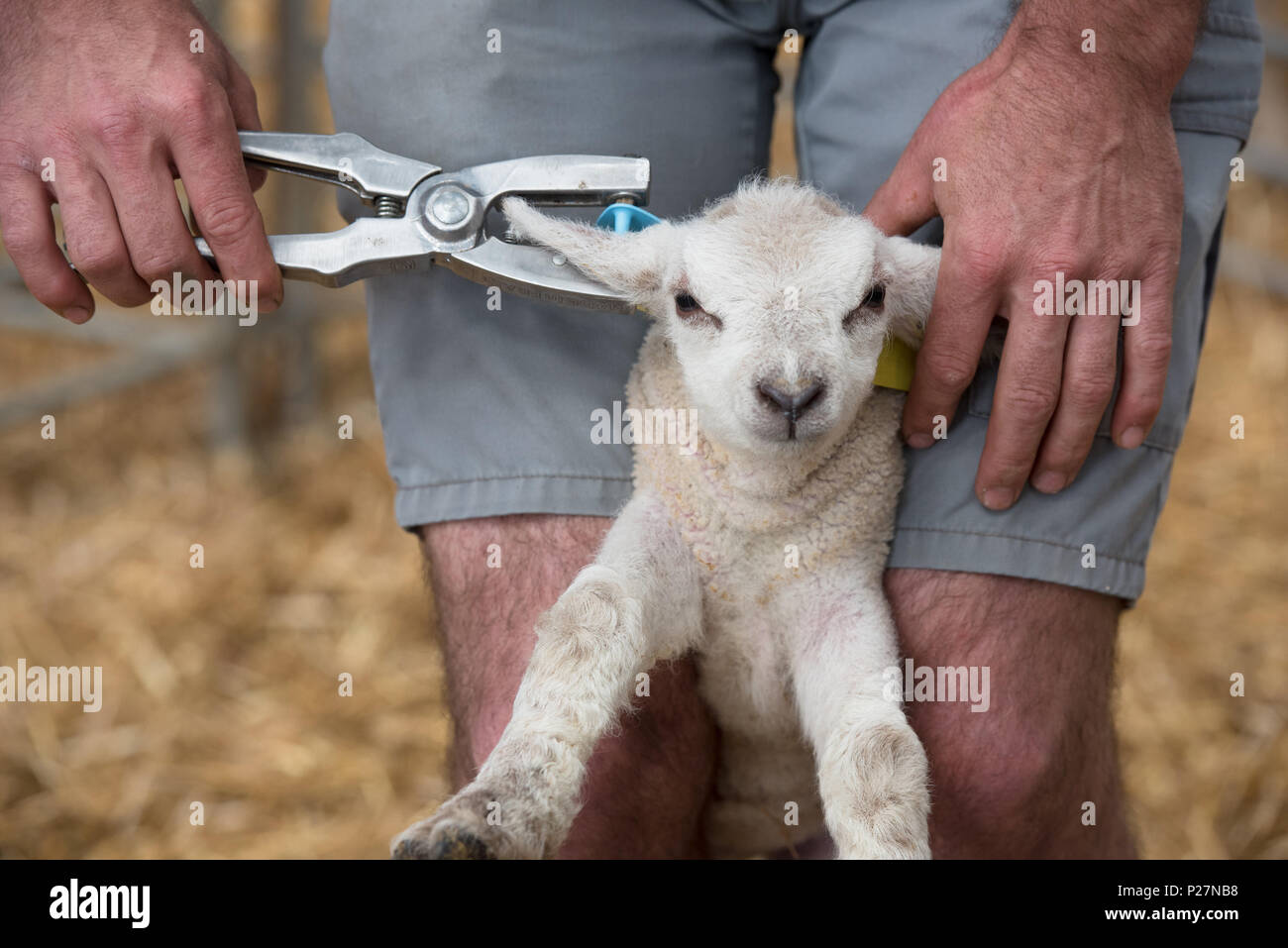 Schafzucht, Variable auf ein Lamm für Rückverfolgbarkeit und Kennzeichnung Stockfoto