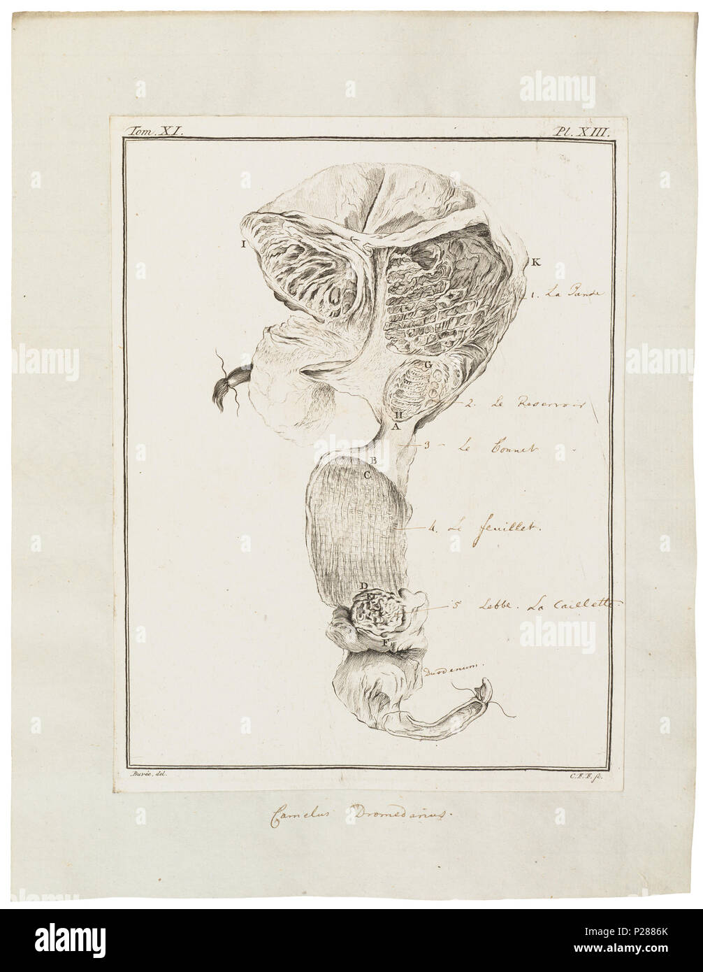 UBA01 IZ 21600008-y, 27-05-09, 15:27, 8 C, 7410 x 9574 (6 +80), 100 % % % %, Tooncurve 11030, 1/60 s, R 80,9, G 54,7, B 61,0 48 Camelus dromedarius - ingewanden - 1700-1880 - Drucken - Iconographia Zoologica - Sondersammlungen Universität Amsterdam - UBA01 IZ 21600007 Stockfoto