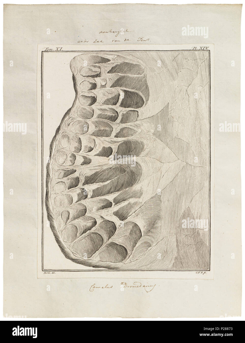 UBA01 IZ 21600016-y, 27-05-09, 15:48, 8 C, 7410 x 9574 (6 +80), 100 % % % %, Tooncurve 11030, 1/60 s, R 80,9, G 54,7, B 61,0 48 Camelus dromedarius - ingewanden - 1700-1880 - Drucken - Iconographia Zoologica - Sondersammlungen Universität Amsterdam - UBA01 IZ 21600009 Stockfoto