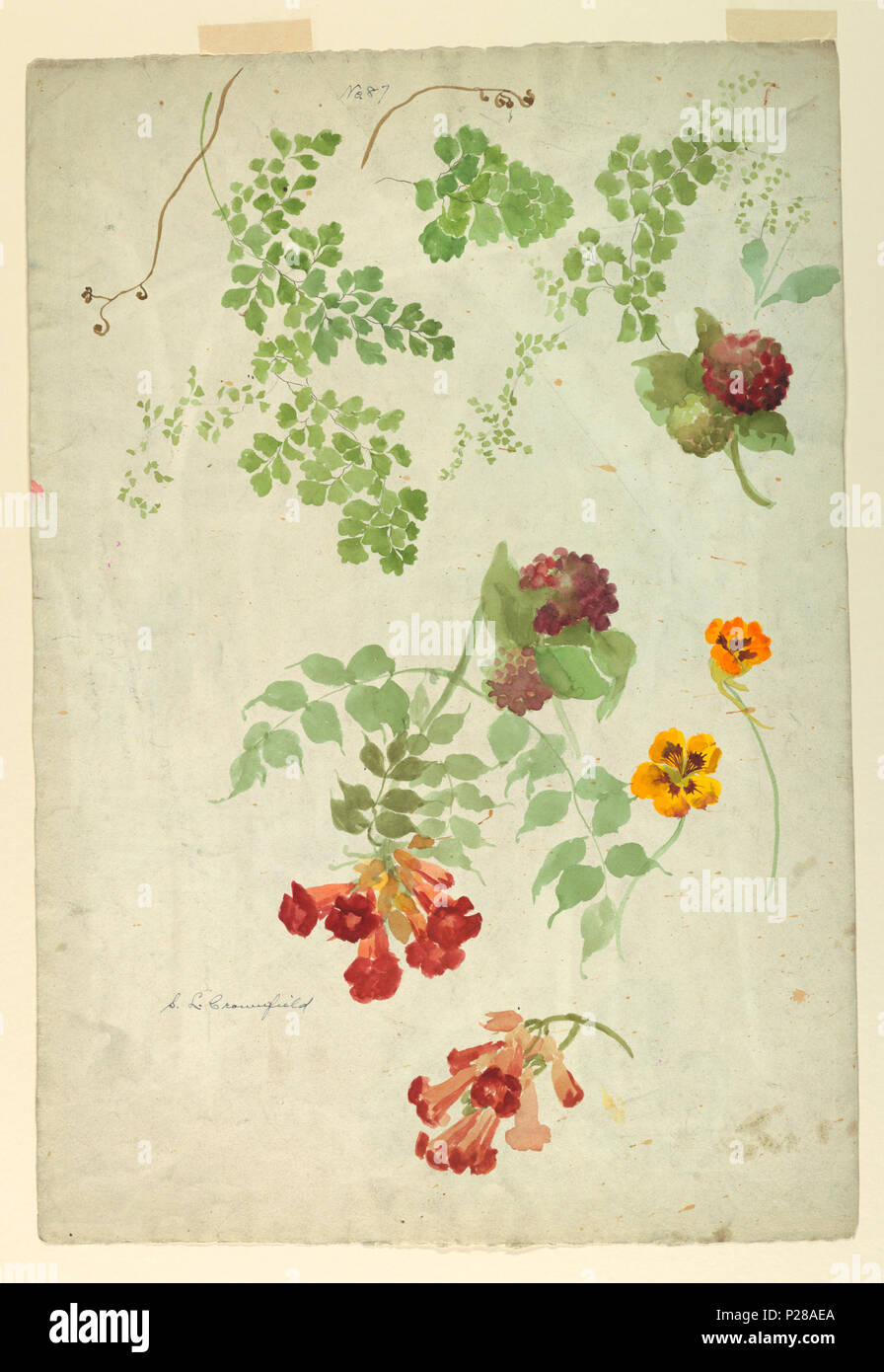 . Englisch: Zeichnung, Recto: Studie: Maidenhair Fern, Trumpet-Vine, Kapuzinerkresse/Verso: Studien: Rosen, Malve, Elm, Anfang des 20. Jahrhunderts. Englisch: Vertikale Blatt zeigen Studien von maidenhair fern, Trompete - Rebe und Kapuzinerkresse naturalistisch dargestellt. Auf der Rückseite, Studien von Rosen, Malve Blätter und Ulmen. Anfang des 20. Jahrhunderts 107 Zeichnung, Rekto - Studie - Maidenhair Fern, Trumpet-Vine, Kapuzinerkresse - Verso - Studien - Rosen, Malve, Elm, Anfang des 20. Jahrhunderts (CH) 18345007 Stockfoto