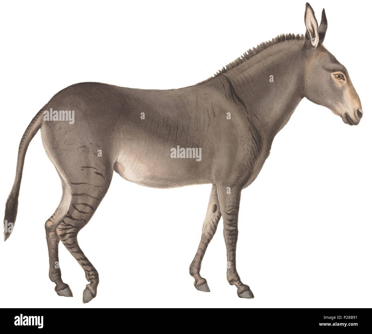 . Equus taeniopus. Zwischen 1700 und 1880 UBA01 IZ 21700022-y, 16-06-09, 11:29, 8 C, 7246 x 9342 (74+96), 100 % % % % 15 06 2009 Cur, 1/50 s, R 54.0, G 26.2, B 35,5 118 Equus taeniopus - 1700-1880 - Drucken - Iconographia Zoologica - Sondersammlungen Universität Amsterdam - 7/8 Stockfoto