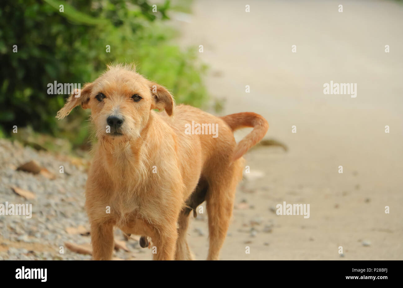 Traurig und heimatlosen Hund auf den Straßen im Park verlassen Stockfoto