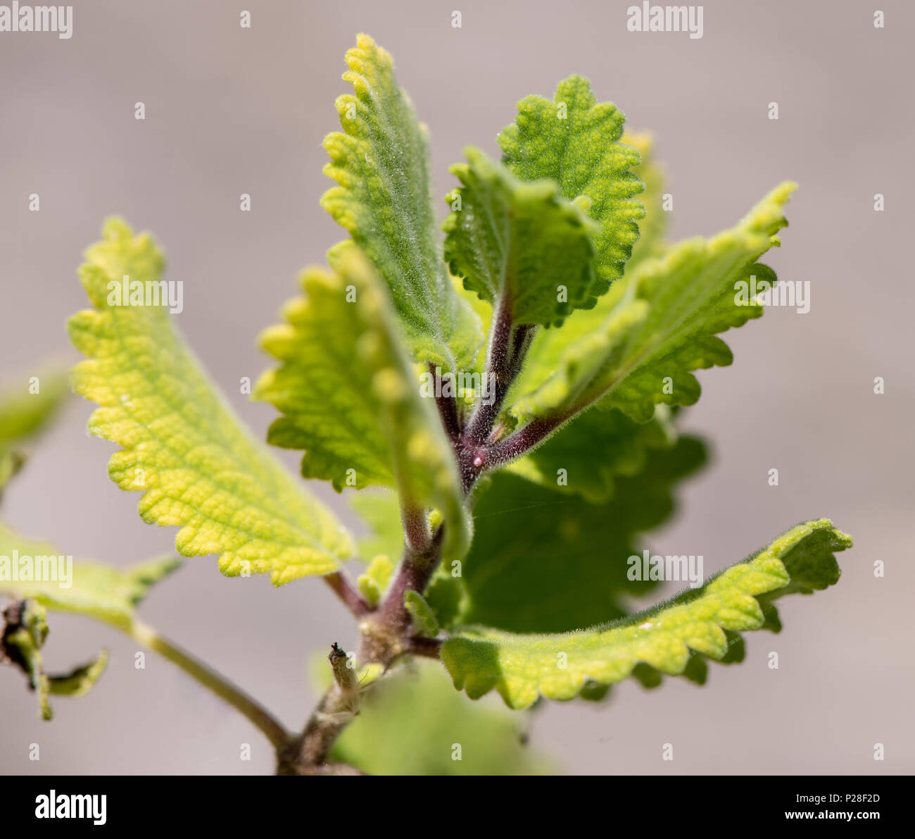 Weihrauch als Heilpflanze für Naturmedizin und Pflanzenheilkunde Stockfoto