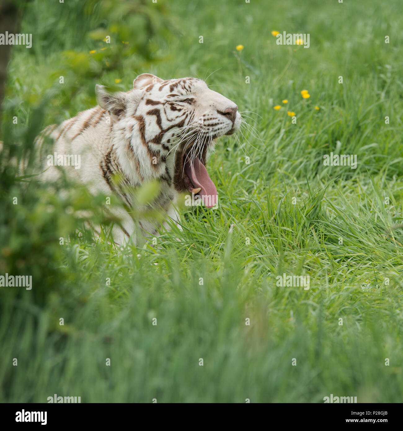 Atemberaubende portrait Bild von hybrid White Tiger Panthera tigris in lebendige Landschaft und Laub. Stockfoto