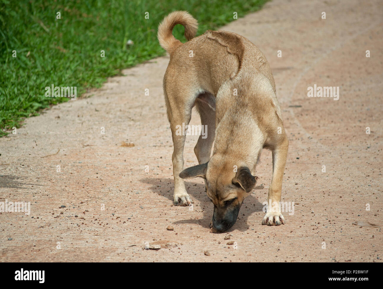 Thai Ridgeback Dog (Canis) Sniffing etwas unbekannter auf dem Boden Stockfoto