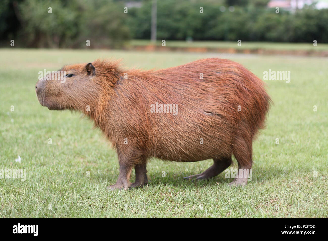 Ein Capybara ißt Gras in einer brasilianischen Park Stockfoto