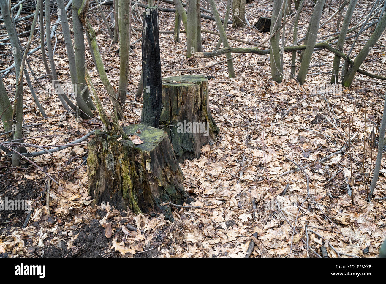 Zwei Stümpfe in den Wald Stockfoto