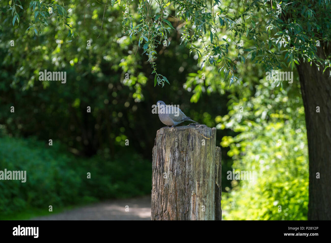 Collared Dove auf Baumstamm Stockfoto