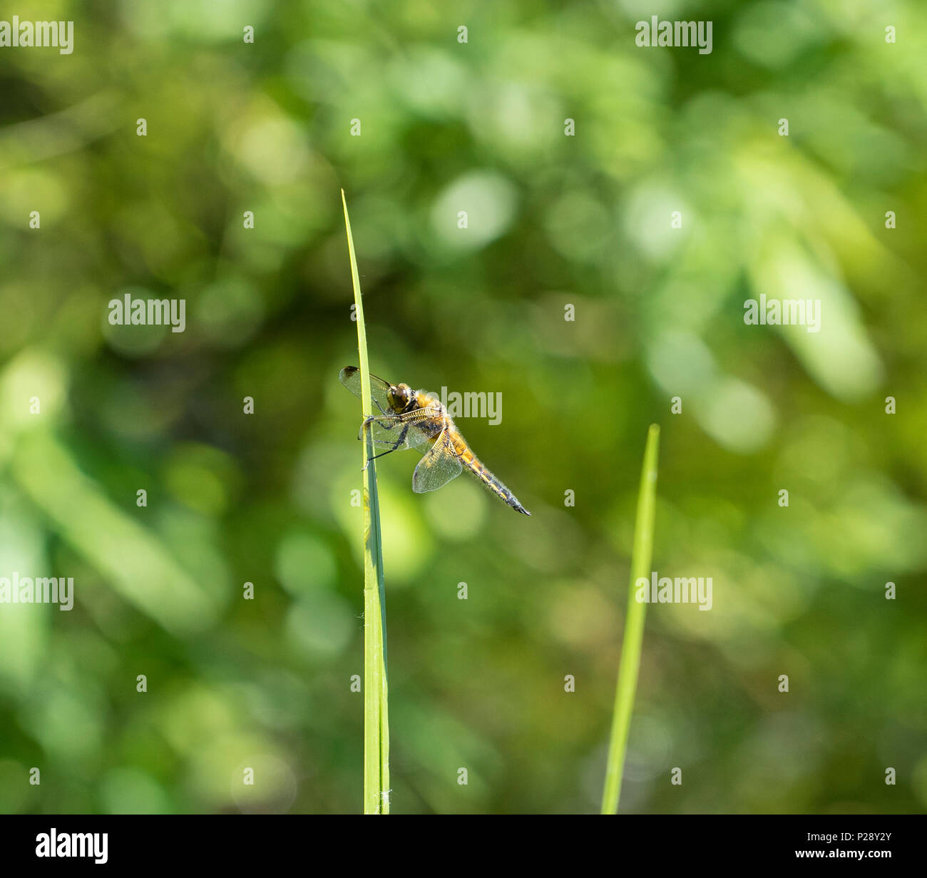 InsectDragonfly auf Flag iris Leaf Stockfoto