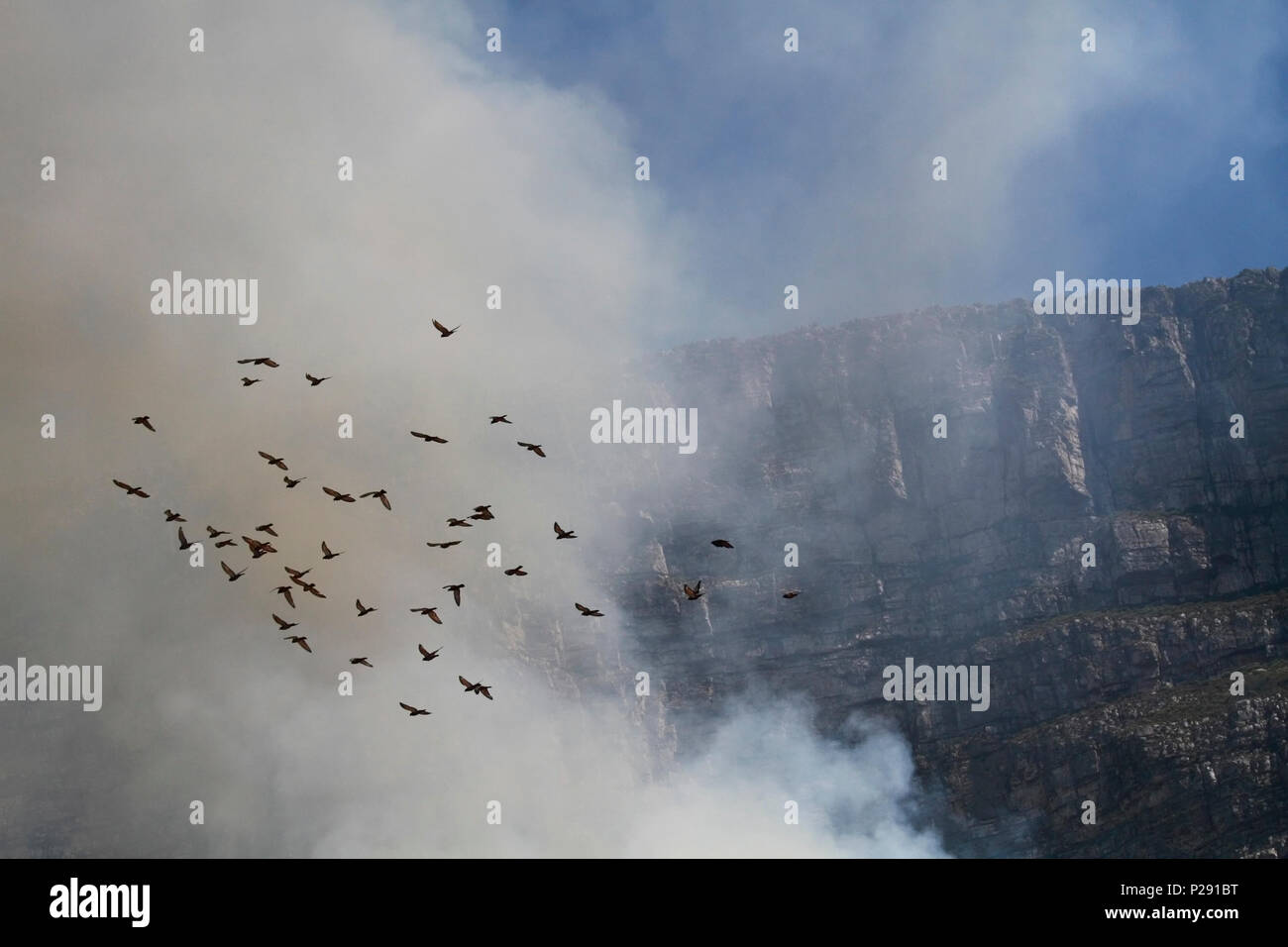 Ein Schwarm Vögel auf der Flucht vor einem Brand an den Hängen des Tafelbergs, Kapstadt, Südafrika. Stockfoto