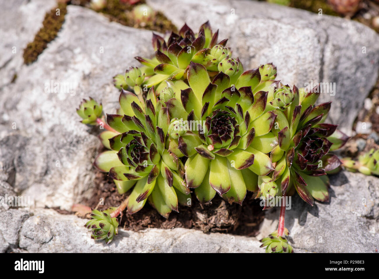 Hauswurz als Heilpflanze für Naturmedizin und Pflanzenheilkunde Stockfoto