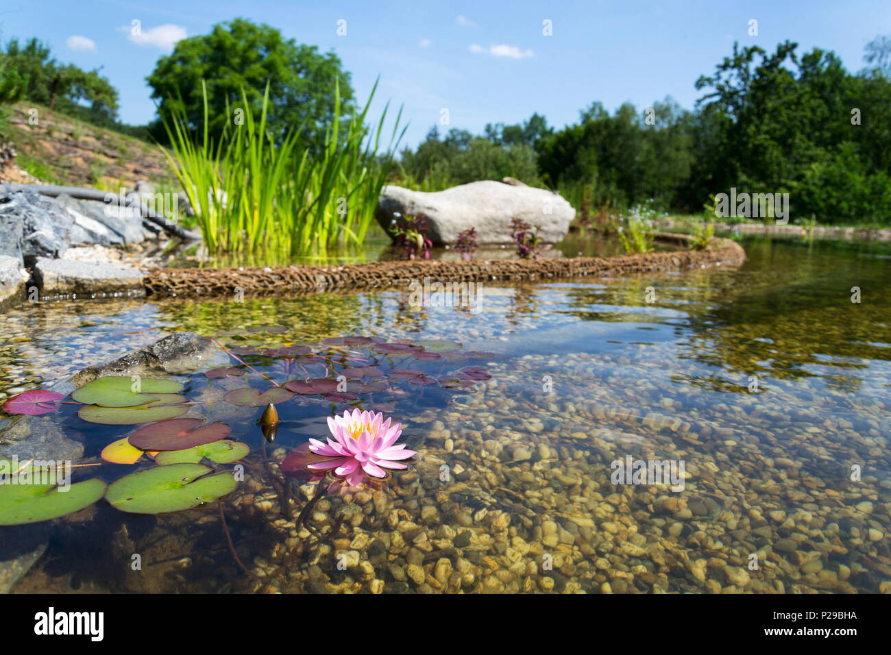 Wunderschöne Seerosen Pflanzen filtern von Wasser im Schwimmteich Stockfoto