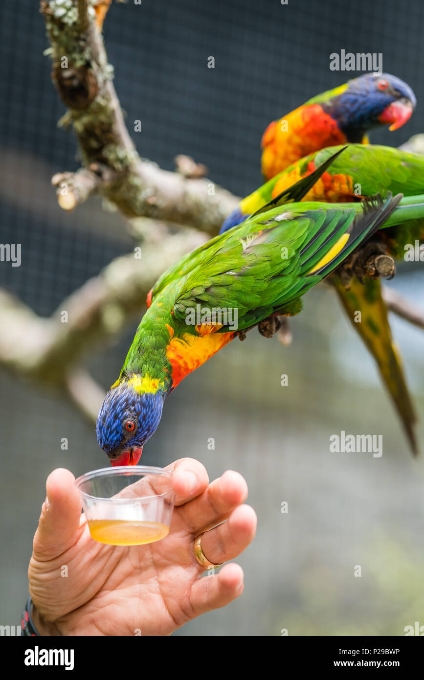 Mann Fütterung süßen Nektar zu bunten Papagei Rainbow Lorikeet genannt, saß auf dem Ast eines Baumes in einem Zoo Stockfoto