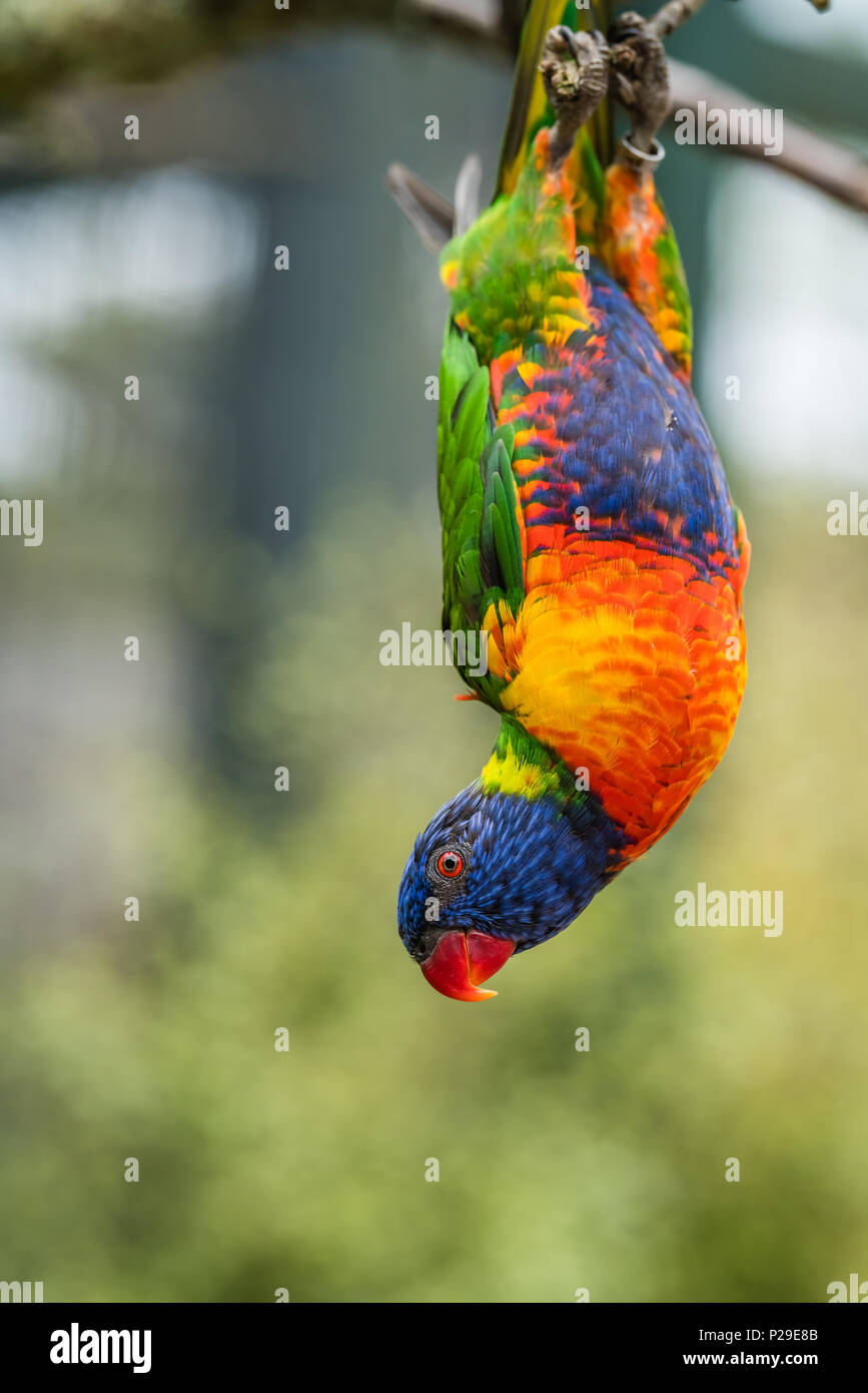 Bunte Papagei Rainbow Lorikeet genannt, hängenden Kopf nach unten aus dem Zweig eines Baumes in einem Zoo Stockfoto