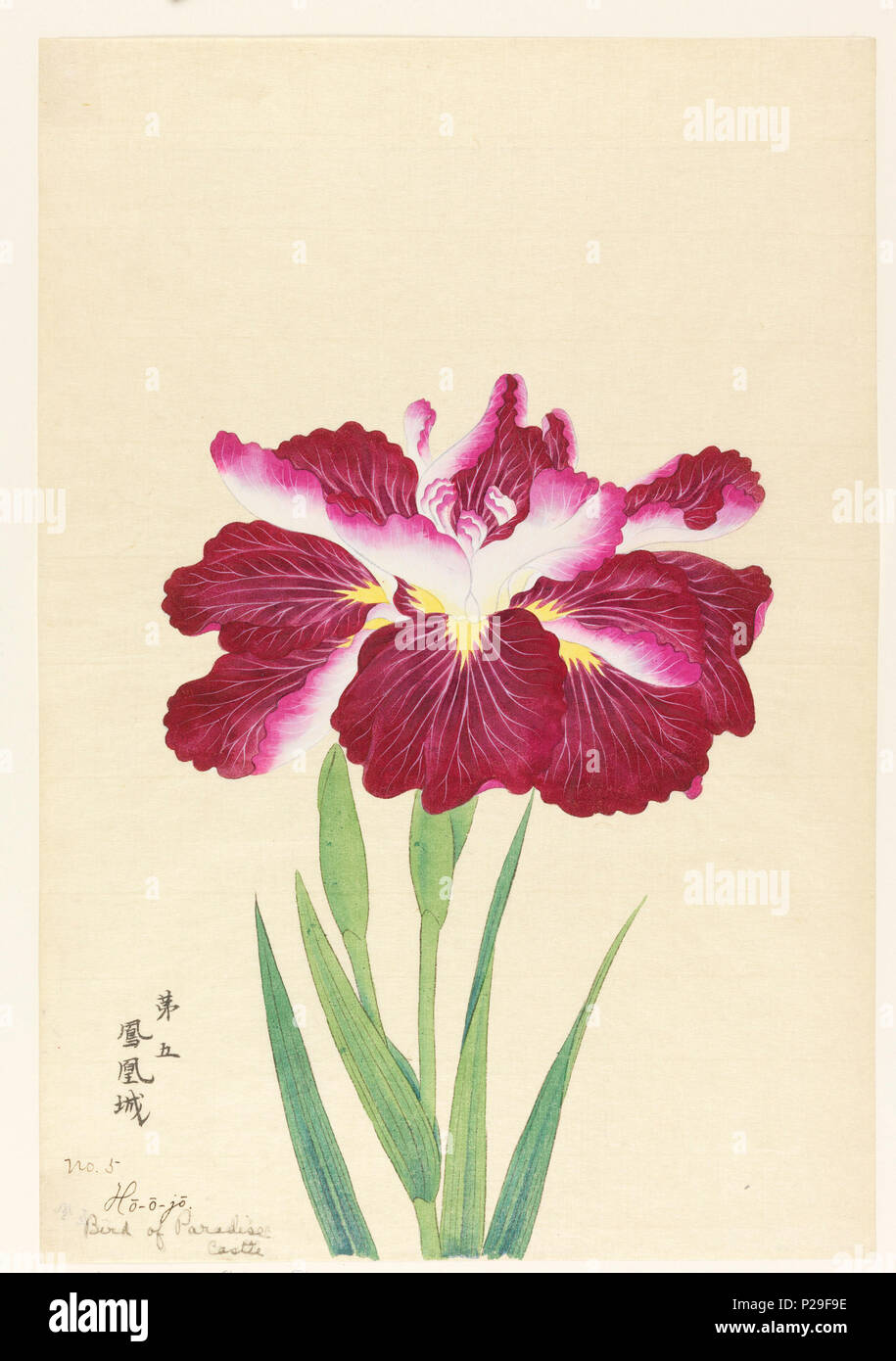 . Englisch: Drucken, Bird Of Paradise Schloss (Ho-o-jo), Nr. 5, Ca. 1910. Englisch: Eine große magenta Iris, zeigt der obere Teil der Stengel, Blätter, und Bud, vor einem neutralen Hintergrund. . Um 1910 267 Drucken, Bird Of Paradise Schloss (Ho-o-jo), Nr. 5, Ca. 1910 (CH) 18608931 Stockfoto