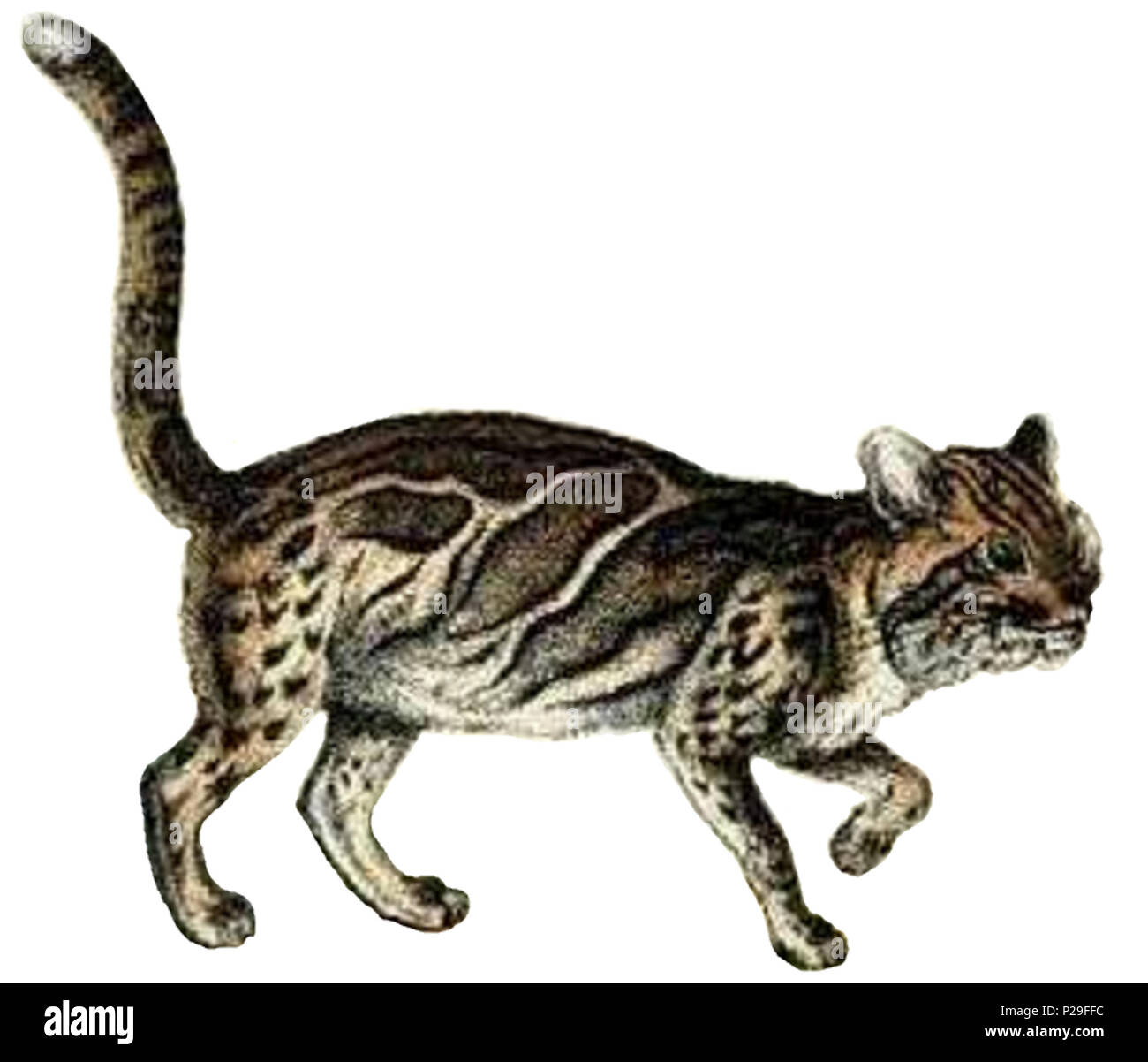 Pardofelis Marmorata 28 X 21 Cm English Marmorkatze Englisch Marbeld Katze Francais Chat Marbre Ca 15 Schleich August 1814 1865 217 Pardofelis Marmorata Weisser Hintergrund Stockfotografie Alamy