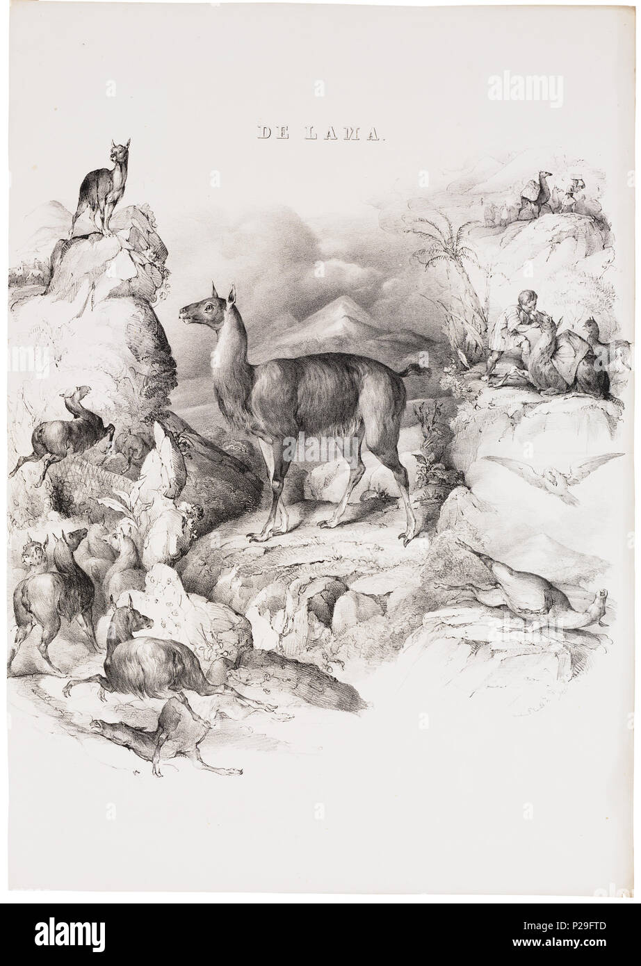 . Auchenia Lama. Zwischen 1700 und 1880 UBA01 IZ 21600102-y, 12-06-09, 11:28, 8 C, 6556 x 8282 (667 +841), 100 % % % %, Tooncurve 11030, 1/50 s, R 57,7, G 29.1, B 37,8 25 Auchenia Lama - 1700-1880 - Drucken - Iconographia Zoologica - Sondersammlungen Universität Amsterdam - UBA01 IZ 21600099 Stockfoto