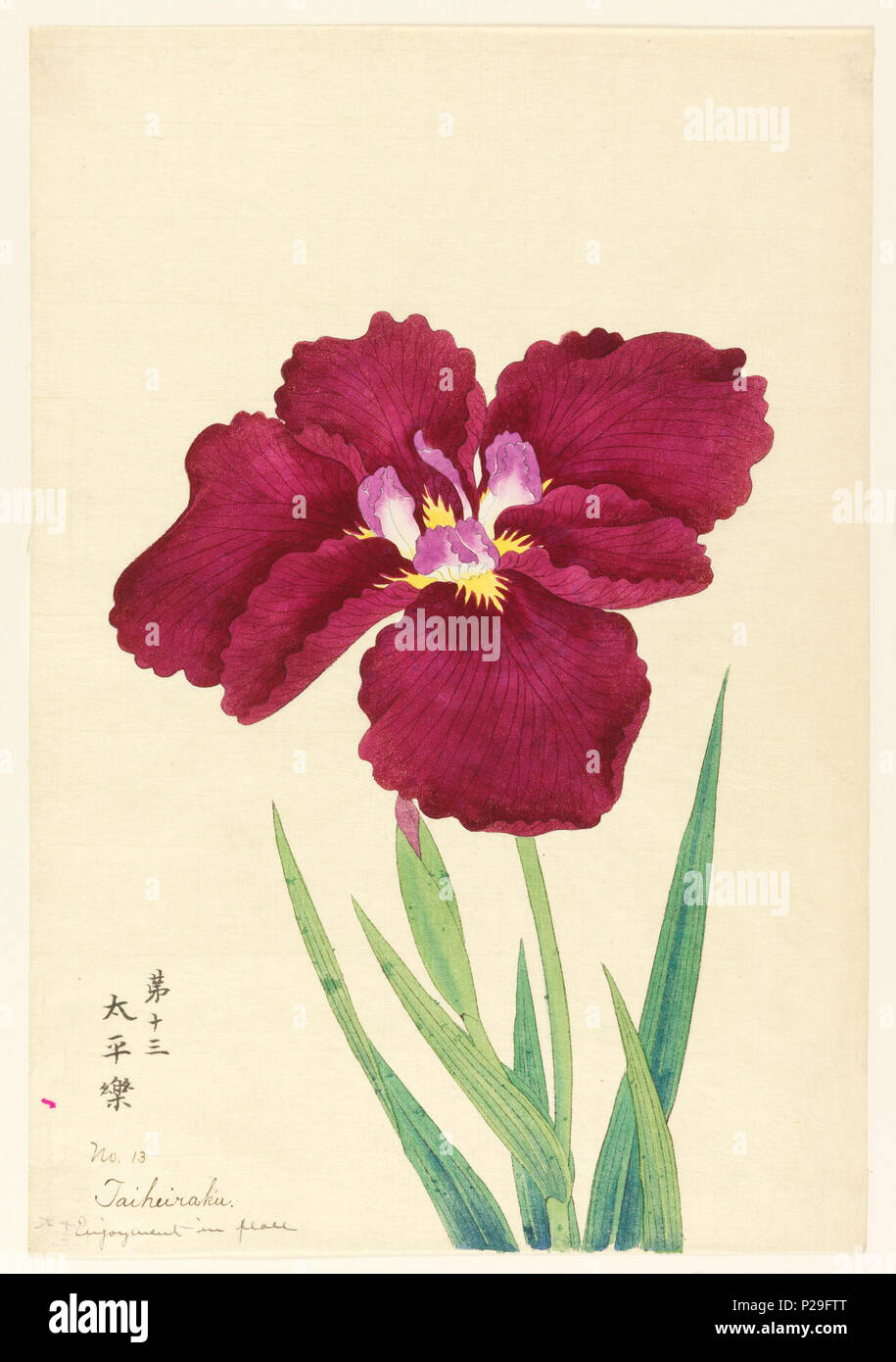 . Englisch: Drucken, Genuss in Frieden (Taiheiraku), Nr. 13, Ca. 1910. Englisch: Ein großer roter Iris, inneren Blütenhülle Blätter weiß mit Lila Spitzen. . Um 1910 267 Drucken, Genuss in Frieden (Taiheiraku), Nr. 13, Ca. 1910 (CH) 18608945 Stockfoto