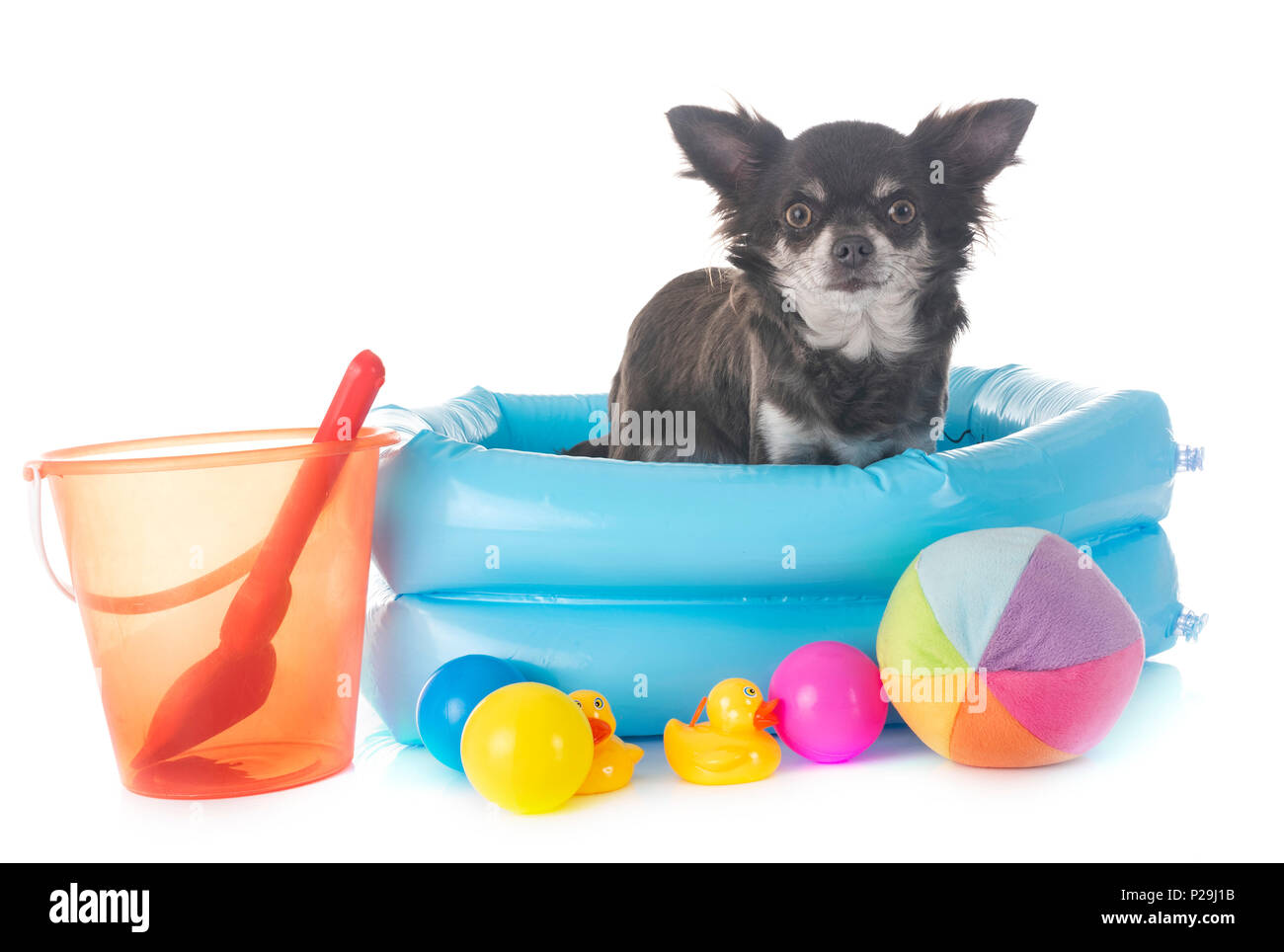 Chihuahua Welpen vor weißem Hintergrund Stockfoto